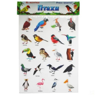 Набір магнітів "Птахи" на планшеті, 20 штук (укр) - Інтернет-магазин спільних покупок ToGether