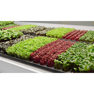 Насіння салату Лолло роса мікрозелень, мікрогрін - Інтернет-магазин спільних покупок ToGether