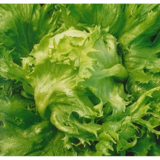 Насіння салату Снігова королева мікрозелень, мікрогрін - Інтернет-магазин спільних покупок ToGether