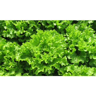 Насіння салату Гентиліну мікрозелень, мікрогрін - Інтернет-магазин спільних покупок ToGether