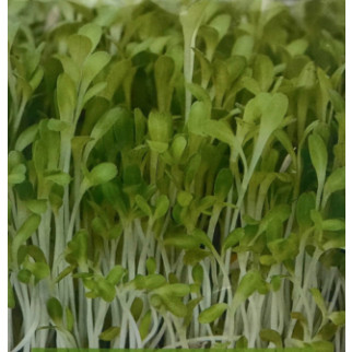 Насіння зеленого салату для мікрозелені, мікрогрін - Інтернет-магазин спільних покупок ToGether