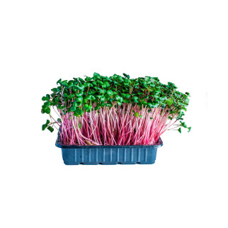 Насіння Редиски Корал для мікрозелені, мікрогрін - Інтернет-магазин спільних покупок ToGether