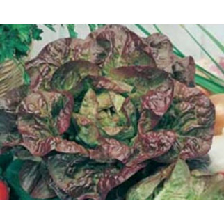 Насіння салату Wonder Van Vier для мікрозелені - Інтернет-магазин спільних покупок ToGether