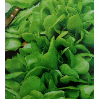 Насіння салату бебі Малятко мікрозелень, мікрогрін - Інтернет-магазин спільних покупок ToGether