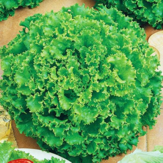 Насіння салату Одеський кучерявець мікрозелень, мікрогрін - Інтернет-магазин спільних покупок ToGether