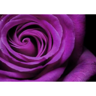Алмазна мозаїка "Дивна троянда, на підрамнику 30*40см, в кор. 41*31*2,5см, ТМ Dreamtoys - Інтернет-магазин спільних покупок ToGether