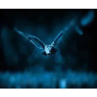 Алмазна мозаїка "Нічний птах", на підрамнику 30*40см, в кор. 41*31*2,5см, ТМ Dreamtoys - Інтернет-магазин спільних покупок ToGether
