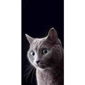 Алмазна мозаїка "Сірий кіт", на підрамнику 30*40см, в кор. 41*31*2,5см, ТМ Dreamtoys - Інтернет-магазин спільних покупок ToGether