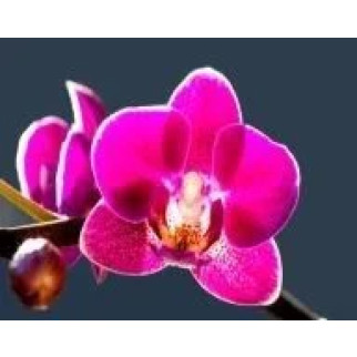Алмазна мозаїка Магія орхідеї 10х15см, слюда ТМ Стратег, Україна - Інтернет-магазин спільних покупок ToGether