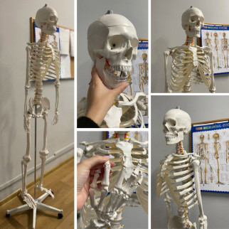 Велика модель скелета MALATEC 180 см деталізована модель скелета анатомічний скелет людини Польша - Інтернет-магазин спільних покупок ToGether