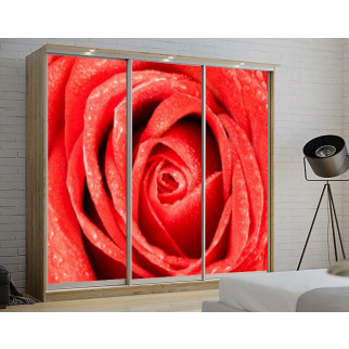 Наклейка на шафу-купе 220 х 74 см на 3 двері  Червона троянда (БП_в_fl13661) - Інтернет-магазин спільних покупок ToGether