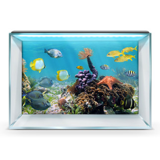 Наклейка з рибами та морською флорою для акваріума 40х65 см. - Інтернет-магазин спільних покупок ToGether
