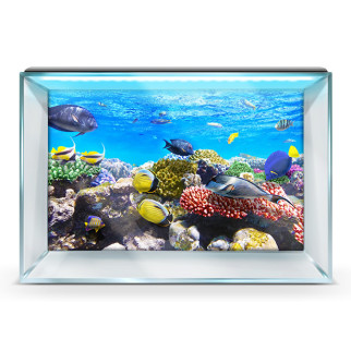 Наклейка з рибами та морською флорою для акваріума 40х65 см. 55 х 90 см, 900, 550 - Інтернет-магазин спільних покупок ToGether