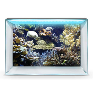 Наклейка з рибами та морською флорою для акваріума 50х85 см. - Інтернет-магазин спільних покупок ToGether