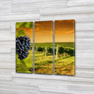 Модульна картина Виноградне поле, на Холсті син., 65x65 см, (65x20-3) ПВХ тканина, 65, 65 - Інтернет-магазин спільних покупок ToGether