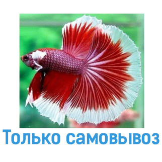 Півник двохвостий (Betta) акваріумна рибка півник Супердельта - Інтернет-магазин спільних покупок ToGether