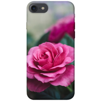 Чохол itsPrint Троянда у саду для Apple iPhone 7 / 8 (4.7") - Інтернет-магазин спільних покупок ToGether