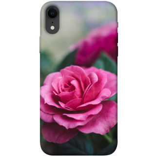 Чохол itsPrint Троянда у саду для Apple iPhone XR (6.1") - Інтернет-магазин спільних покупок ToGether