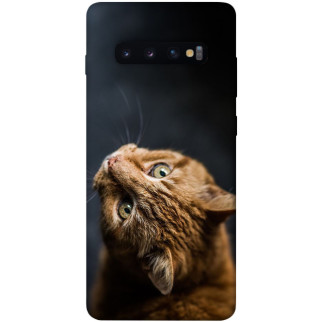 Чохол itsPrint Рудий кіт для Samsung Galaxy S10+ - Інтернет-магазин спільних покупок ToGether
