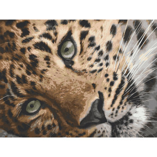 Картина за номерами. Art Craft "Леопард" 40х50 см 11635-AC - Інтернет-магазин спільних покупок ToGether