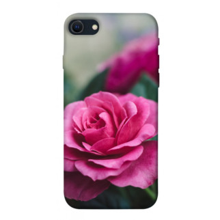 Чохол itsPrint Троянда у саду для Apple iPhone SE (2020) - Інтернет-магазин спільних покупок ToGether