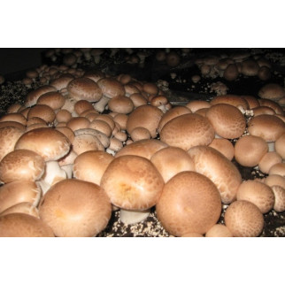 Грибна коробка Королівського Коричневого печериці Готовий набір для вирощування грибів Сімейний 30 х 30 см (hub_oWzz59572) - Інтернет-магазин спільних покупок ToGether