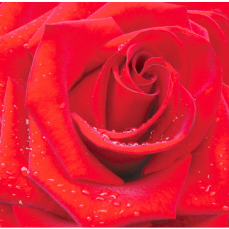 Фотошпалери Ніка Червона троянда 196х210 - Інтернет-магазин спільних покупок ToGether