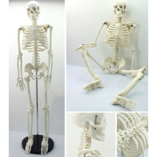 Велика модель скелета RESTEQ деталізована фігурка скелета анатомічний скелет людини 45см - Інтернет-магазин спільних покупок ToGether
