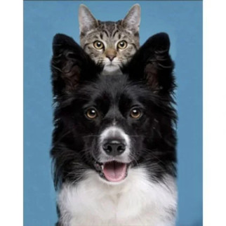 Алмазна мозаїка "Кіт і пес" 30х40 см - Інтернет-магазин спільних покупок ToGether