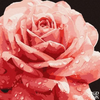 Картина за номерами "Досконала троянда" - Інтернет-магазин спільних покупок ToGether