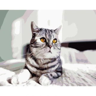Картина за номерами "Грайливий сірий кіт"  40х50 см - Інтернет-магазин спільних покупок ToGether